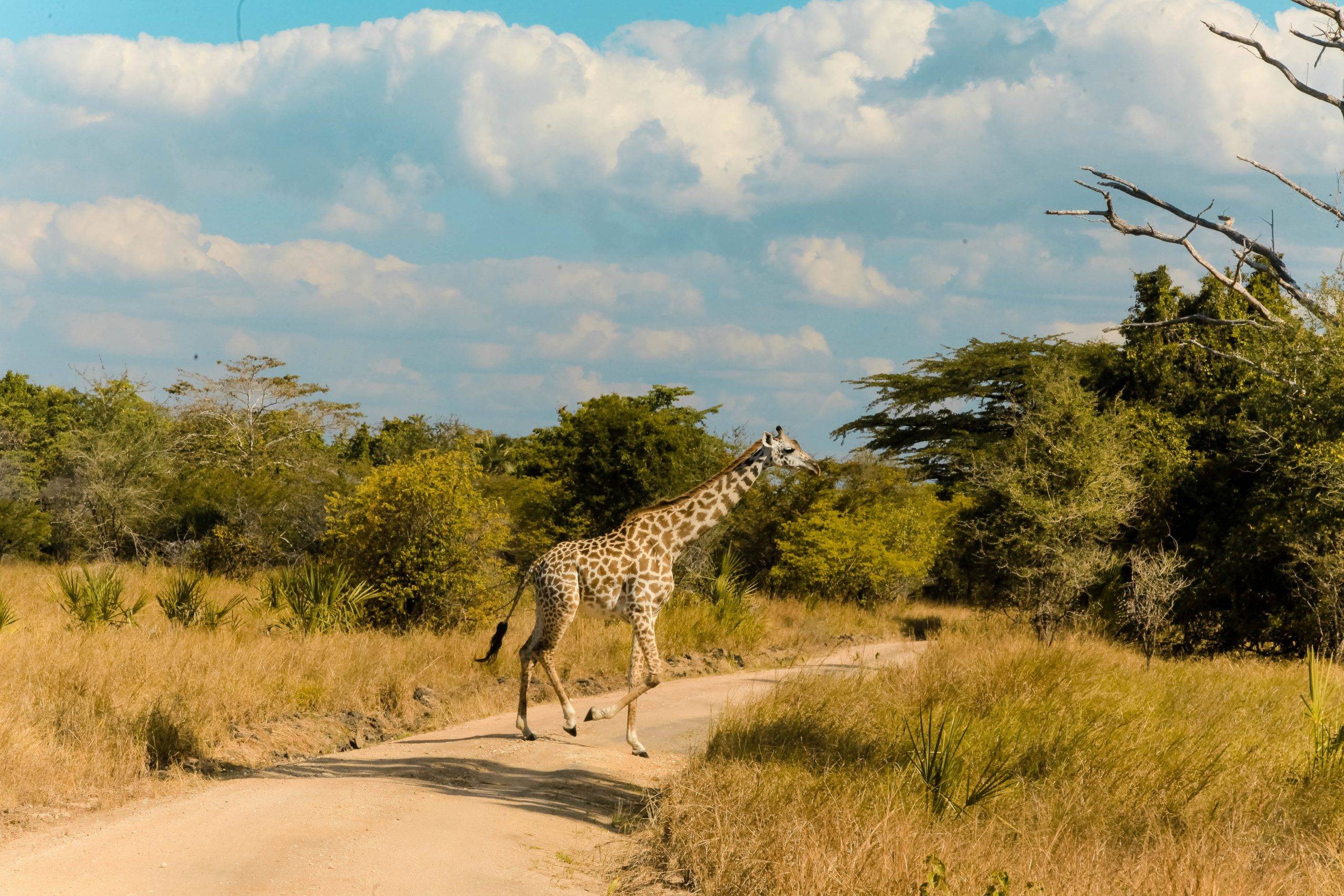 Ngorongoro