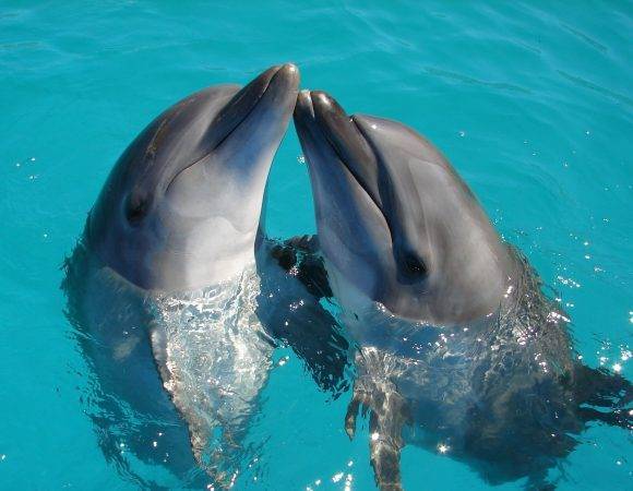 Dolphin Trip