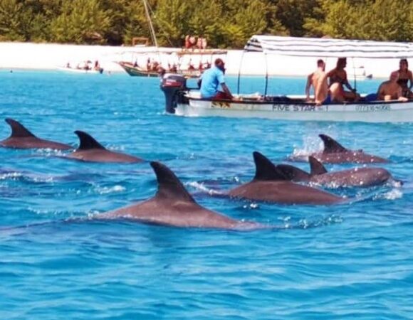 Dolphins Trip