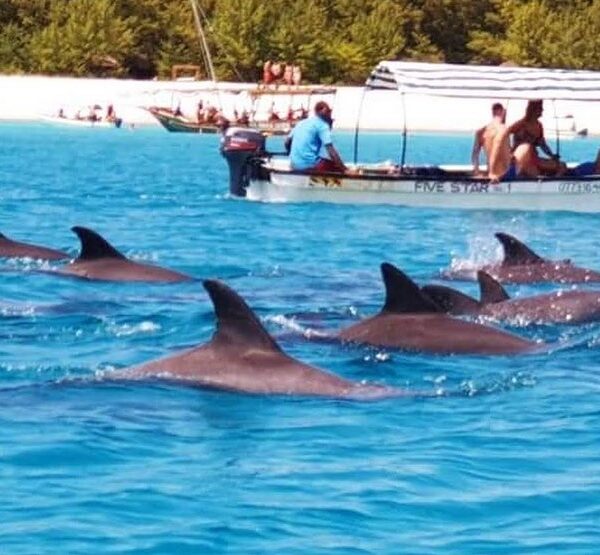 Dolphins Trip