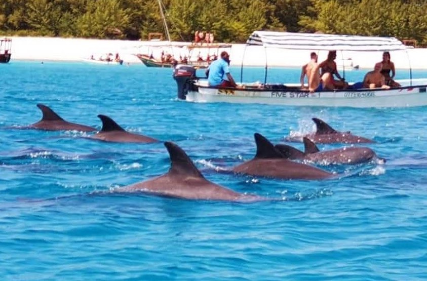 Dolphins Trip